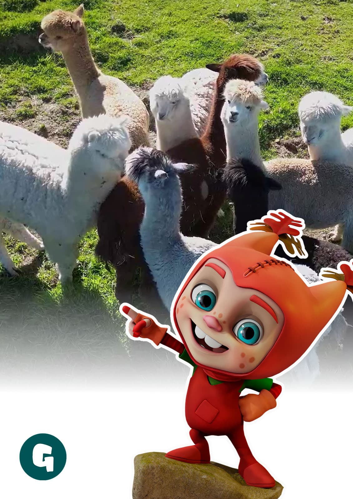 Conociendo a las alpacas