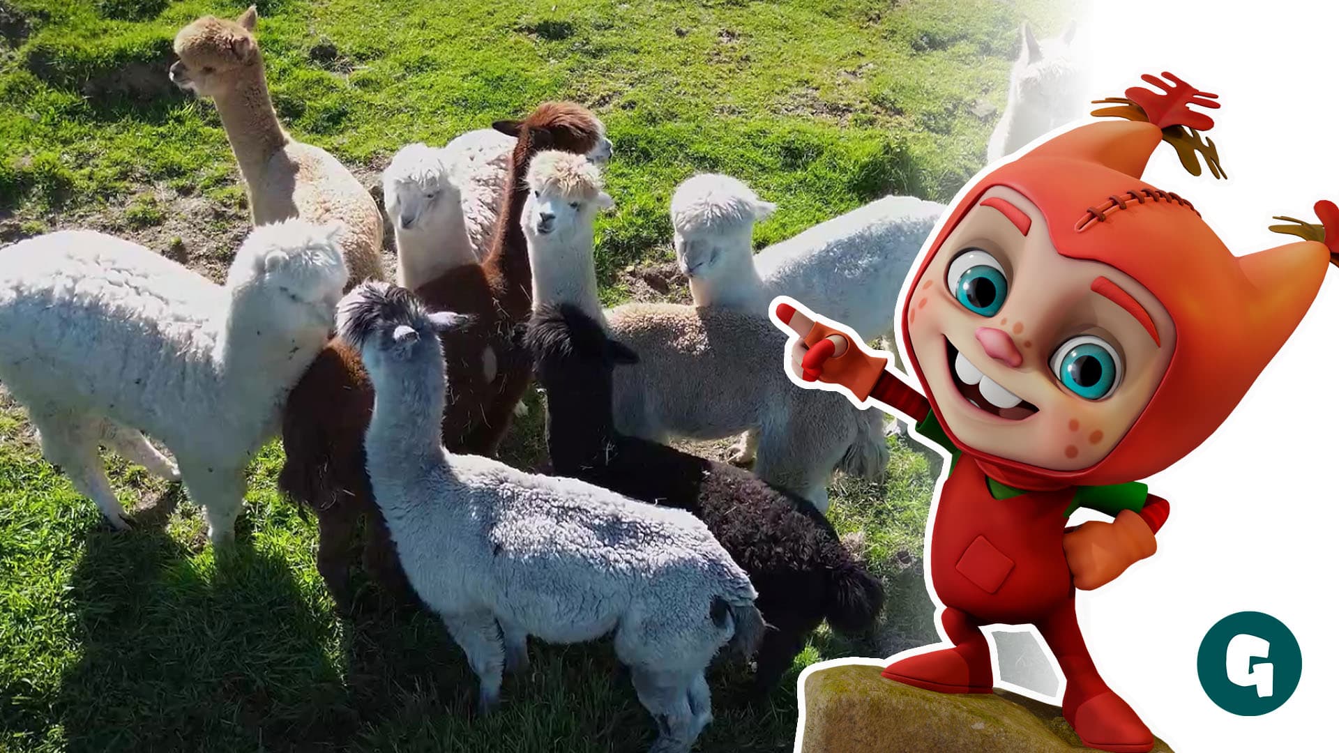 Conociendo a las alpacas